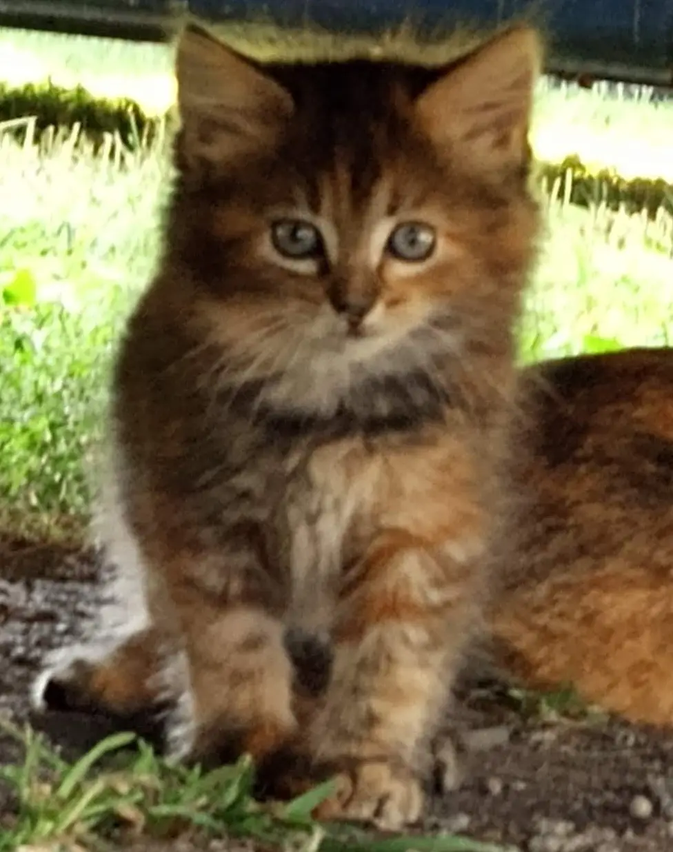 Kitty Kitty Bang Bang: A feline adventure!