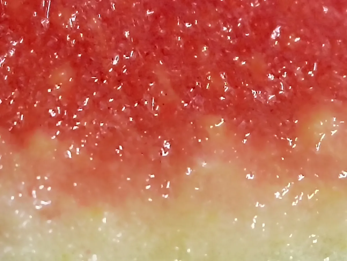 A close-up photo shows the juicy red flesh of a watermelon transitioning to a pale green rind, with visible seeds and…