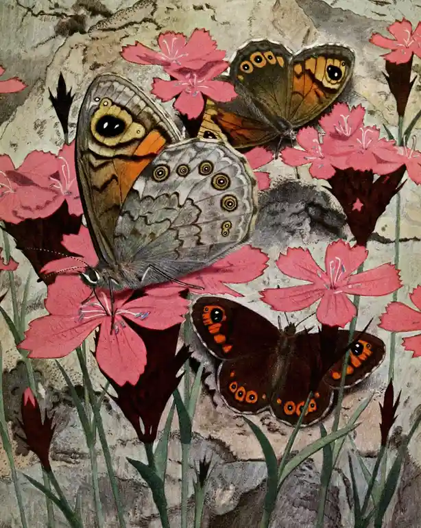 An illustration of several brown and gray butterflies with large, prominent eye-like spots on their wings, resting among…