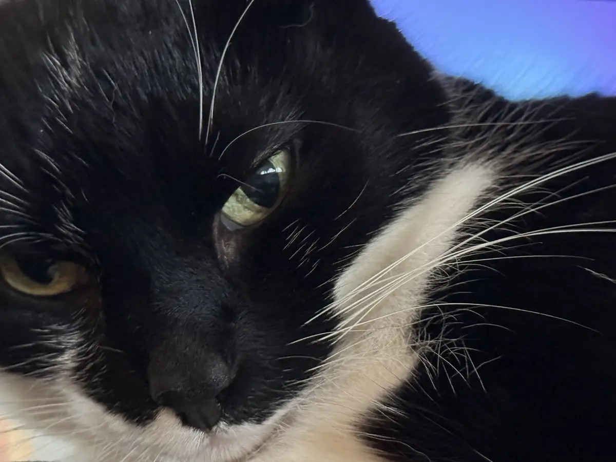 A close-up photo of a black and white cat with one eye looking directly at the camera and the other eye looking away…