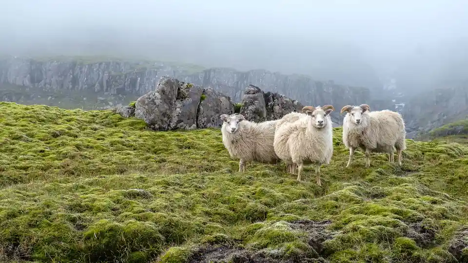 A windswept landscape of moss-covered hills and rocky outcrops, home to Icelandic sheep with their impressive double coats…