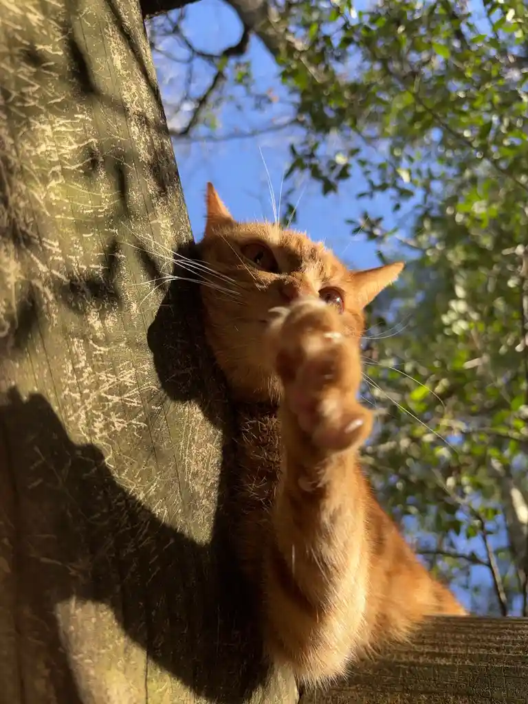 A ginger cat is seen from a low angle, peeking over a wooden fence or post with its paw extended toward the camera. The…