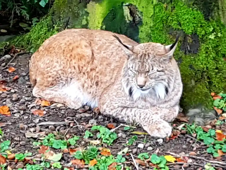 A lynx is curled up and sleeping peacefully on the ground near a moss-covered tree trunk, surrounded by fallen leaves and…