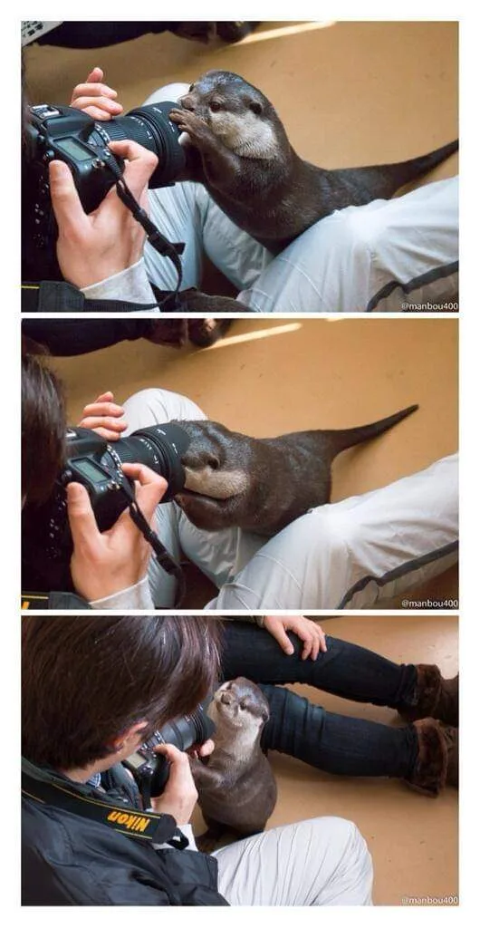 A three-panel image shows a playful otter interacting with a person holding a DSLR camera. In the first panel, the otter…