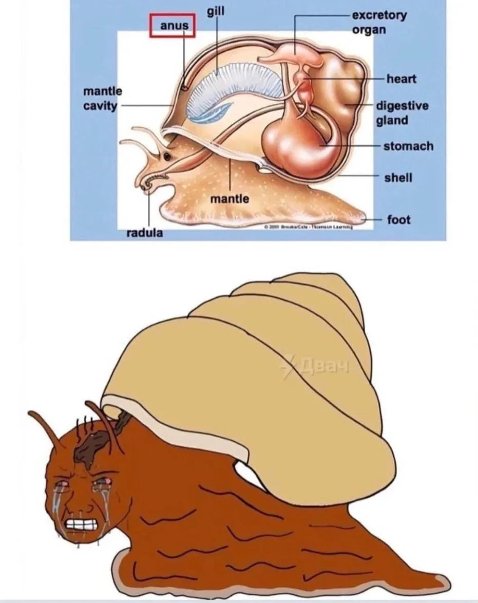 The image displays a biological diagram of a snail's internal anatomy with the 'anus' highlighted in red. Below it is a…