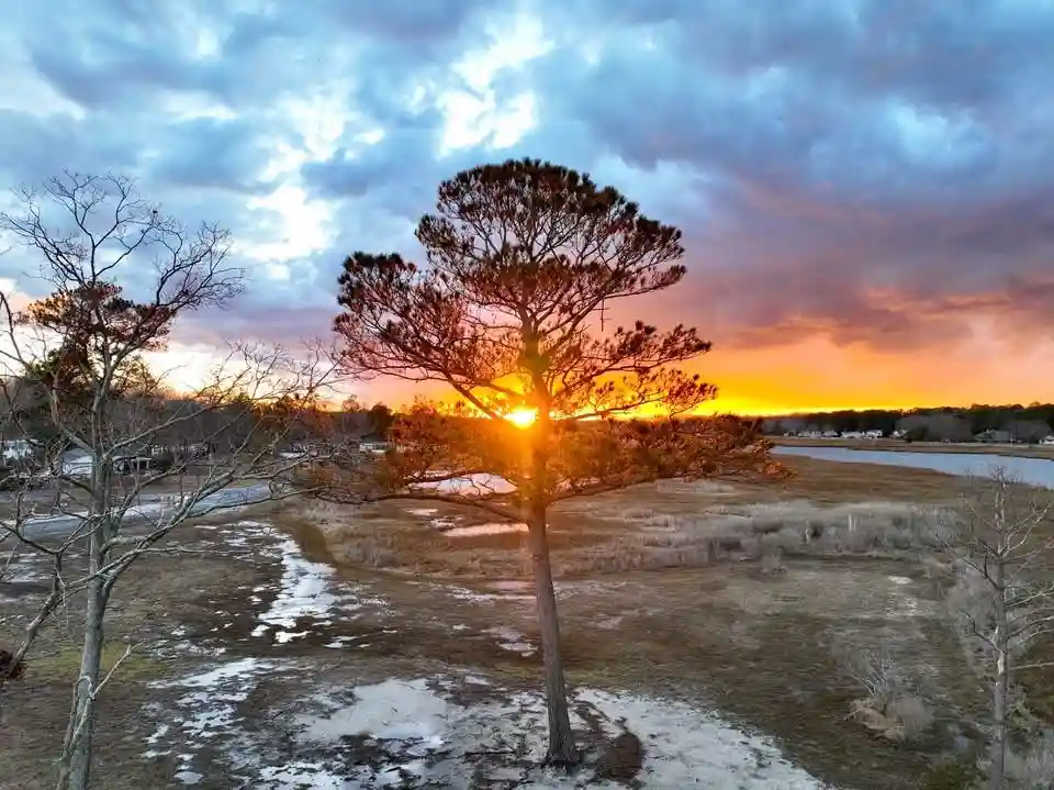 A scenic photo of a lone pine tree silhouetted against a vibrant sunset with orange and purple clouds, standing in a marshy…