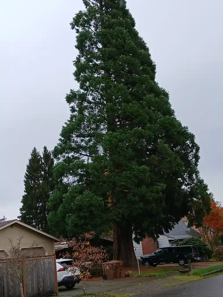 A very tall, conical evergreen tree dominates a residential street, towering over houses and parked cars under an overcast…