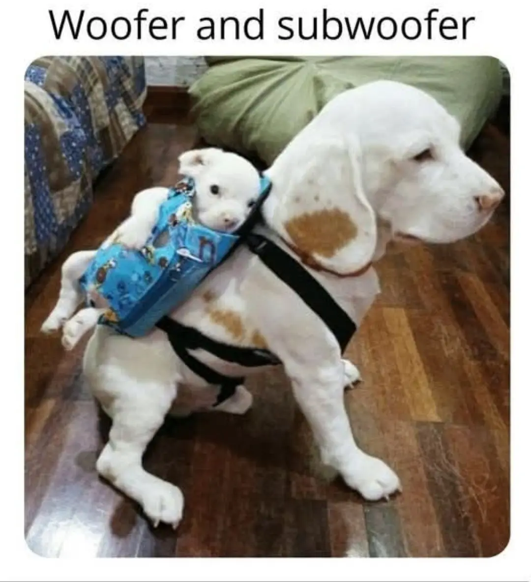 A large white dog with brown spots wears a black harness carrying a small white puppy in a blue patterned backpack. The…