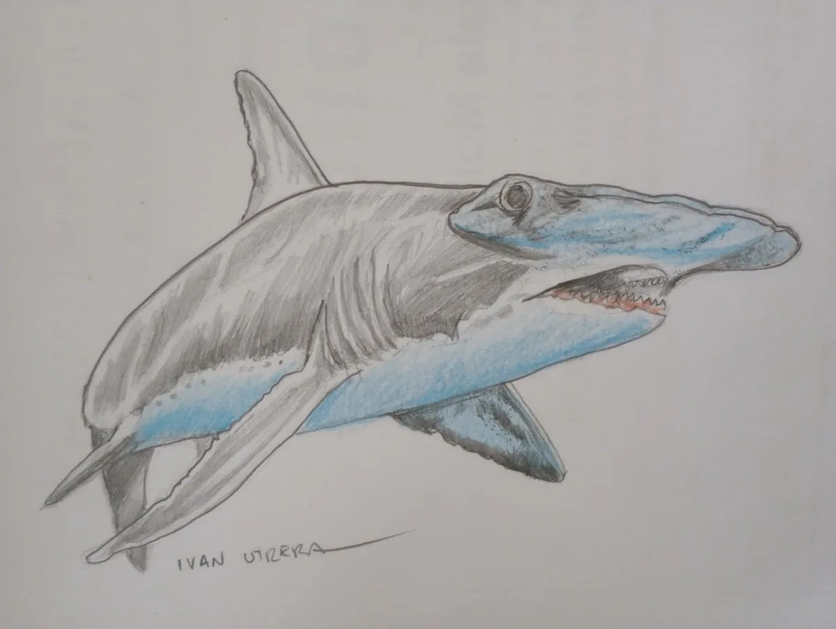 A hand-drawn sketch of a hammerhead shark, colored in shades of gray and blue, with the artist's signature 'IVAN UTERA' at…