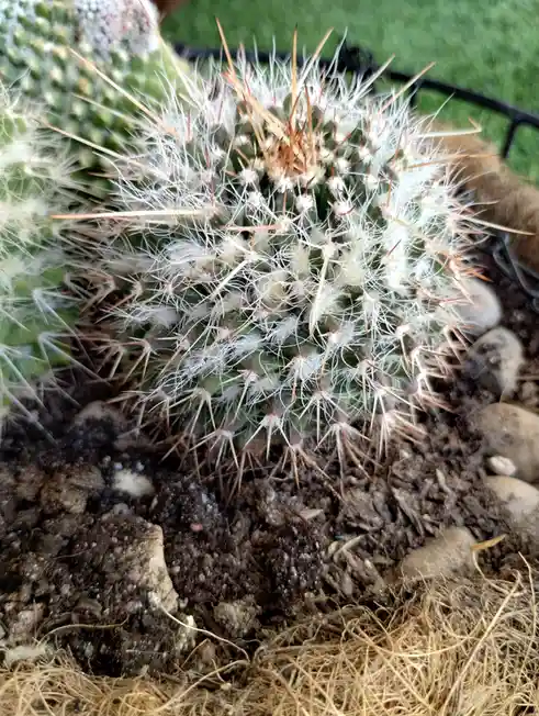 A close-up photo of a round, spiky cactus covered in dense white and orange spines, planted in dark soil with small rocks…
