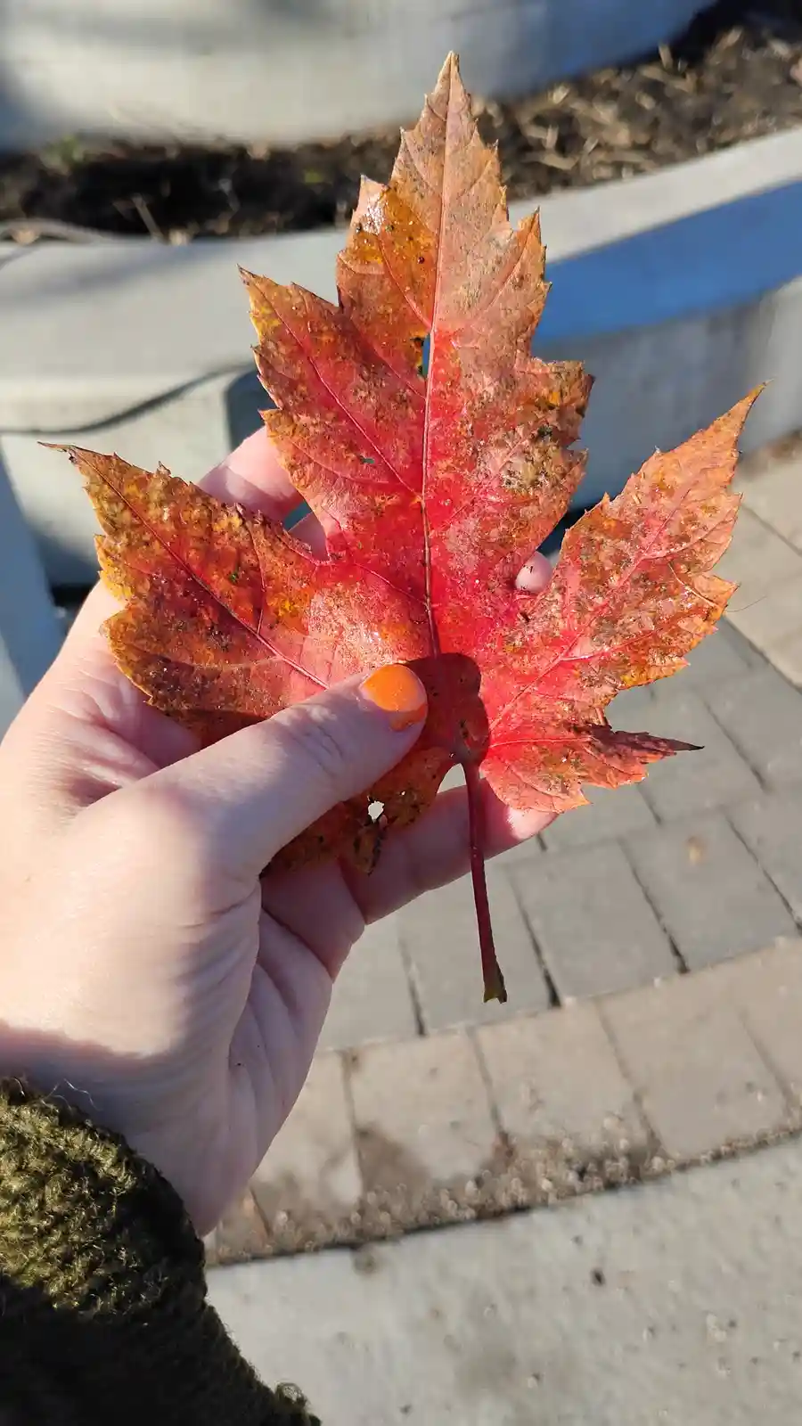 A hand holds up a vibrant red and orange maple leaf with some brown spots and holes, against a blurred background of…