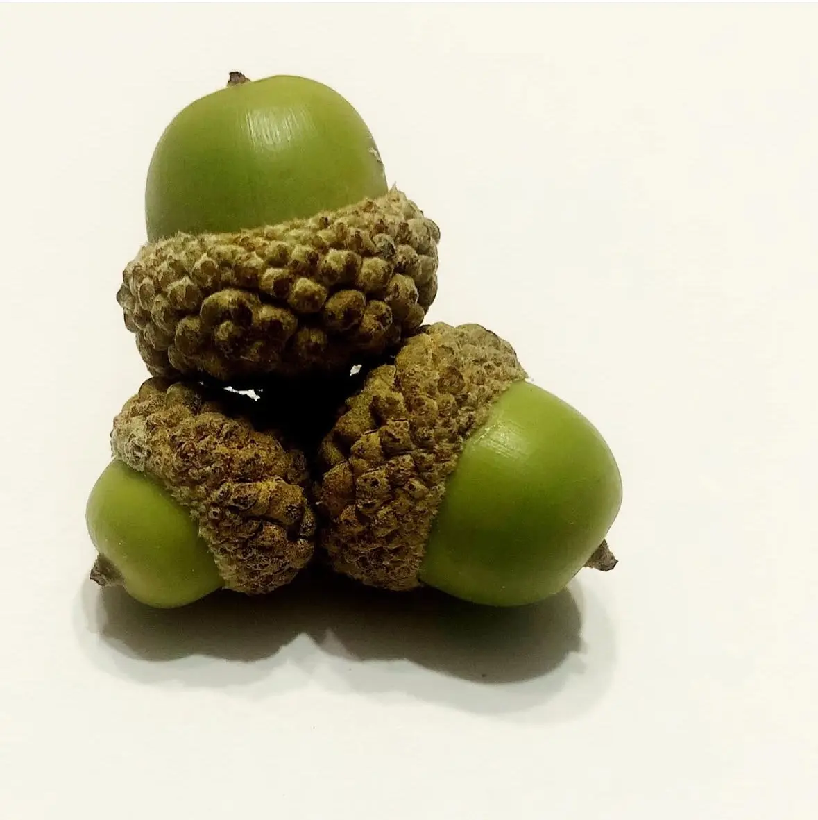 Three green acorns are stacked in a pyramid shape on a plain white background. The top acorn sits on the caps of the two…