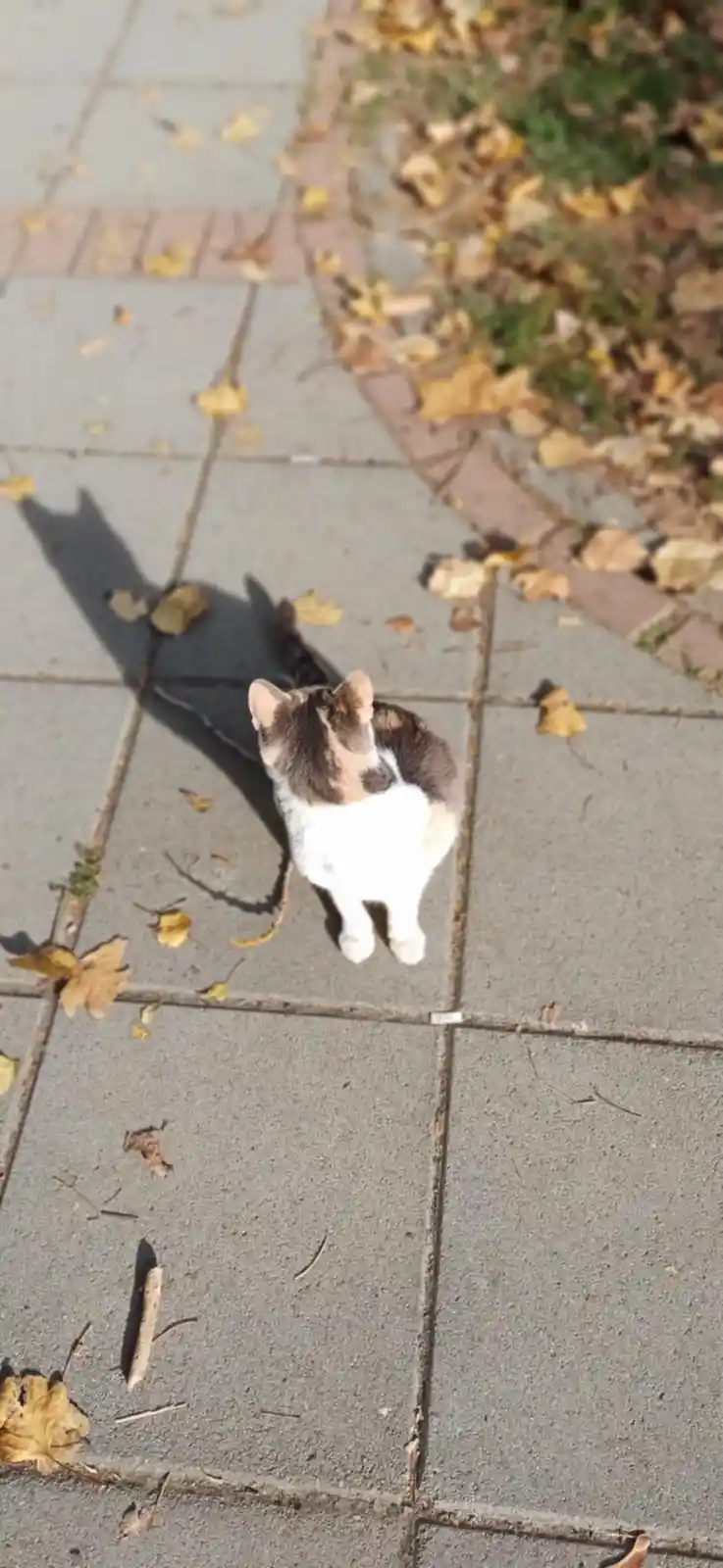 A calico cat walks away from the camera on a paved sidewalk scattered with fallen autumn leaves, its shadow cast long behind…