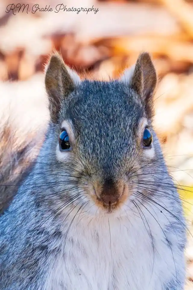 A close-up photograph of a gray squirrel with large, dark eyes and a white chest, looking directly at the camera. The…