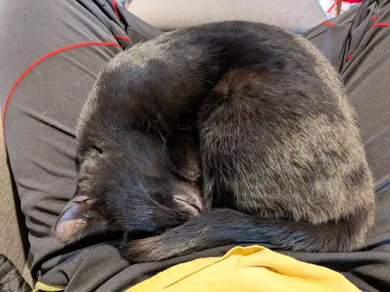 A black cat is curled up and sleeping soundly on a dark gray fabric surface with red stitching, its tail wrapped around its…