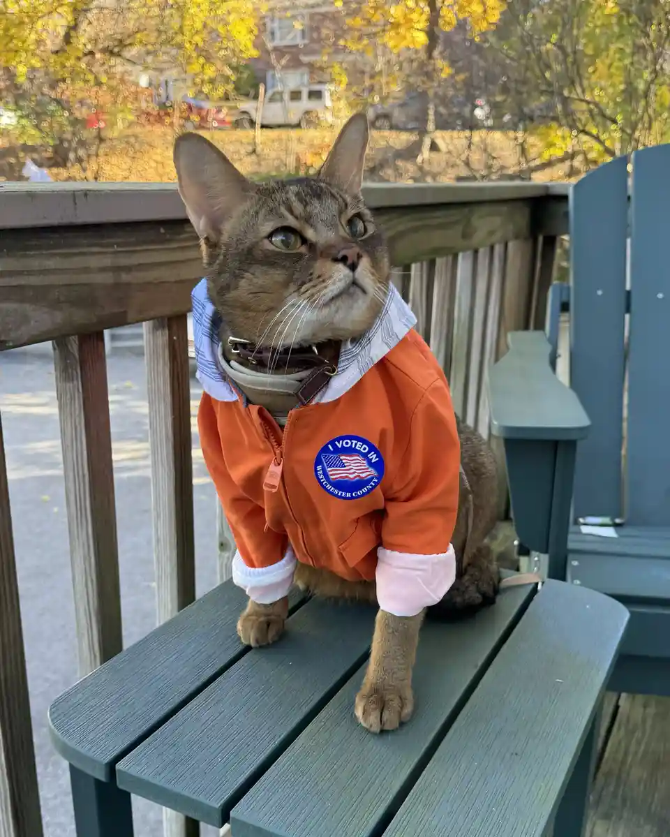 A tabby cat sits on a green wooden bench outdoors, wearing an orange human-style jacket with a blue circular 'I VOTED IN…