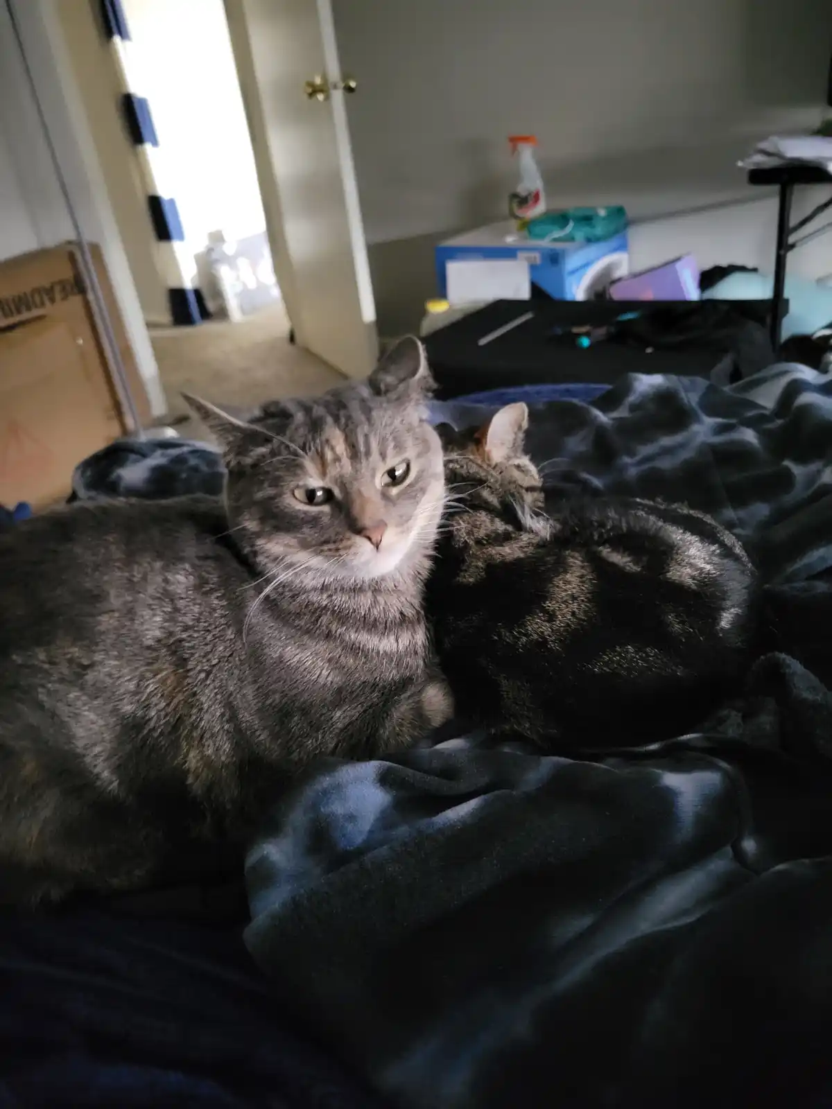 Adorable Munchkins Celebrating Caturday