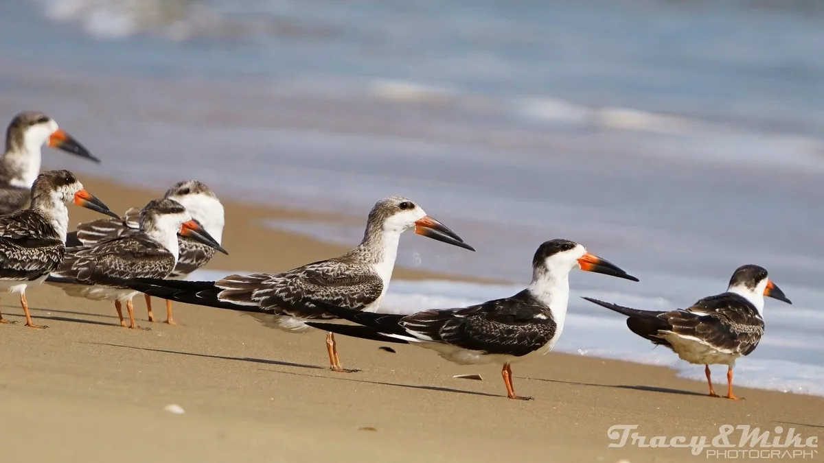Elegant Black Skimmers in Action