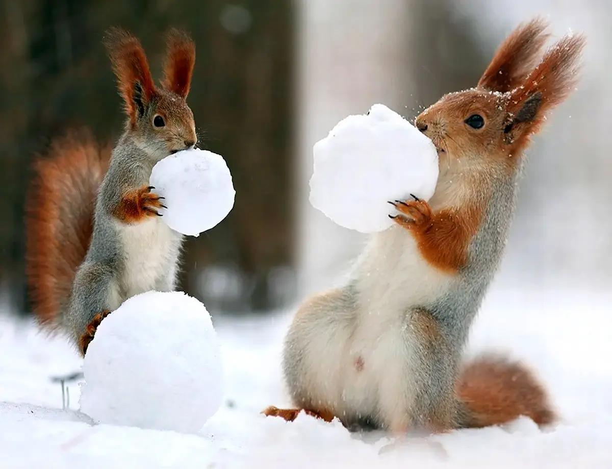 Two red squirrels in a snowy forest are each holding a snowball, seemingly preparing to build a snowman. One squirrel is…