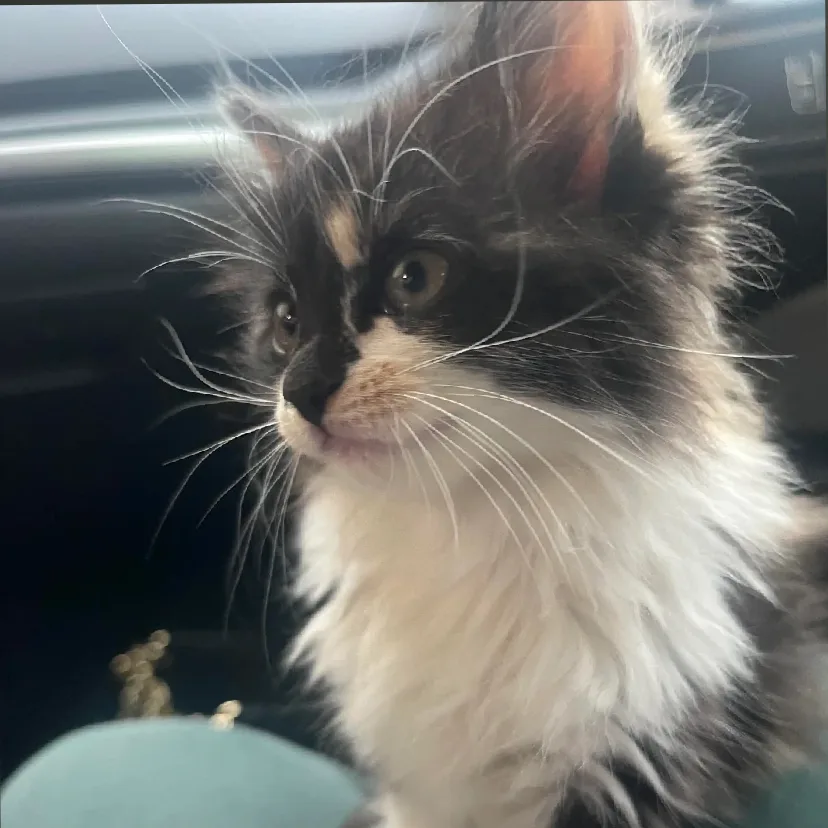 Adorable Cat Moments