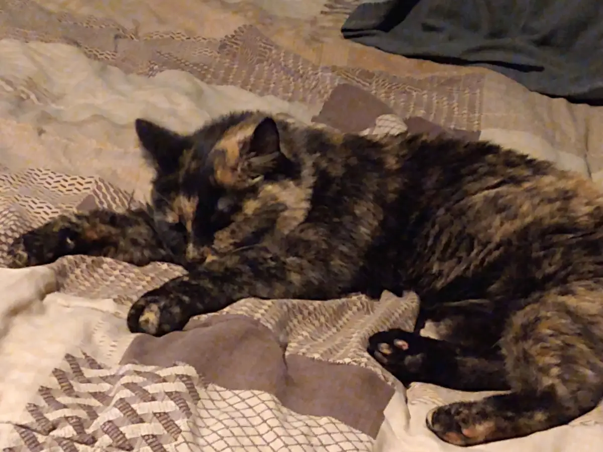 A tortoiseshell cat is lying on its side on a patterned blanket, appearing to be asleep or resting with its eyes closed. The…