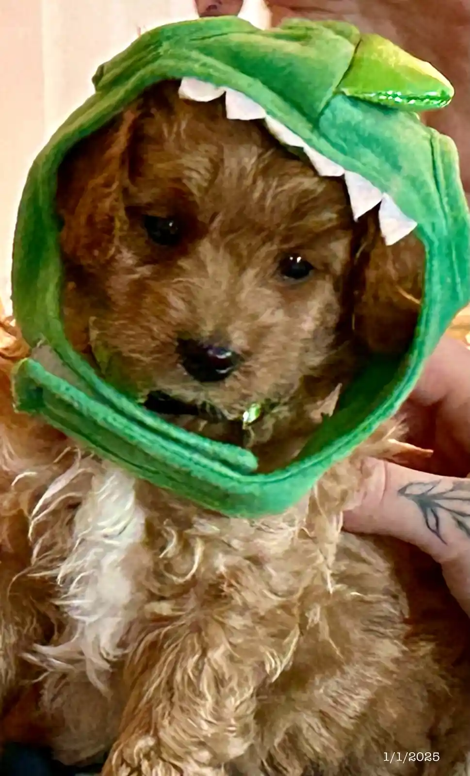 Imagining Khaleesi as an adorable baby dragon
