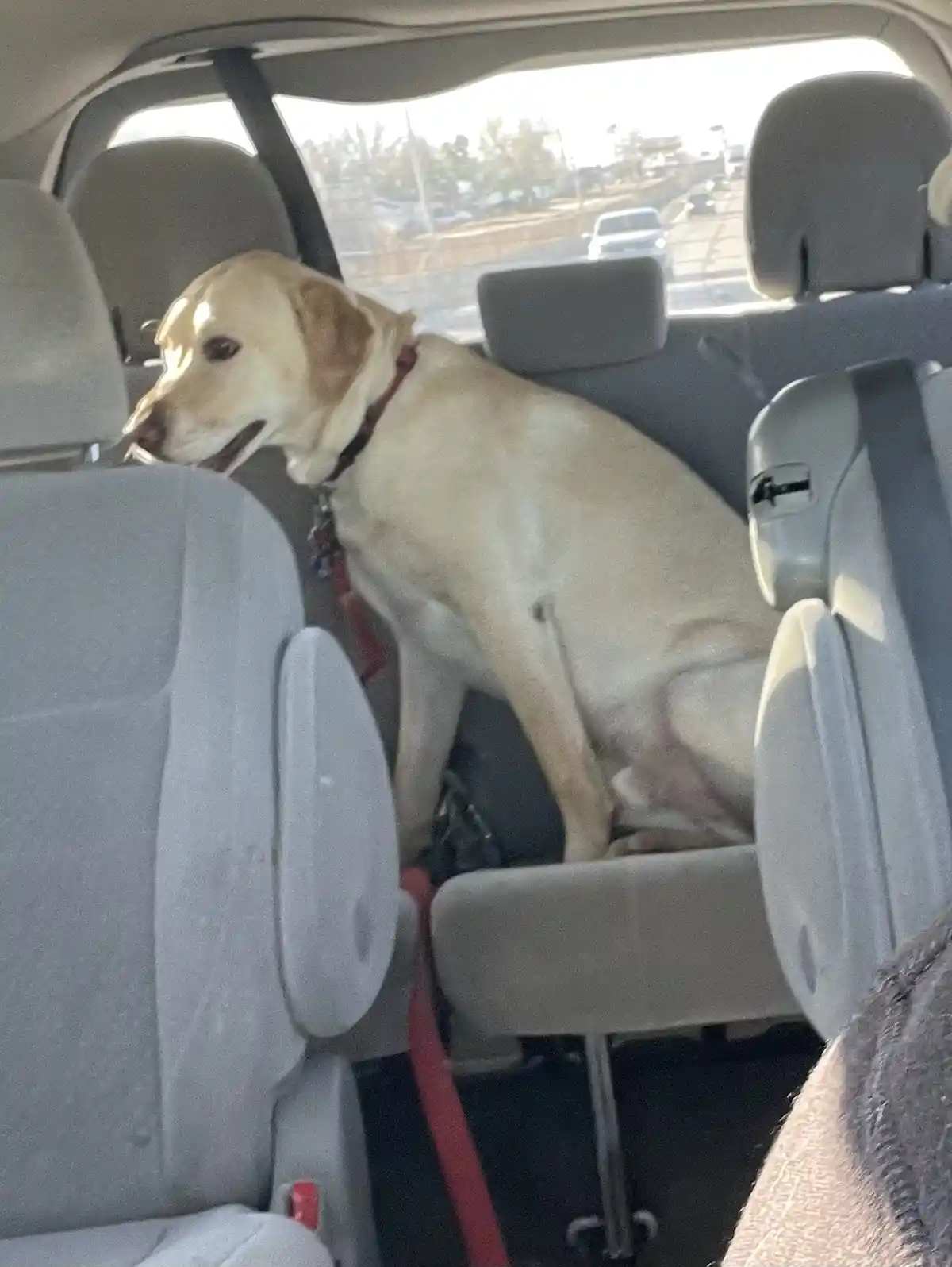 A yellow Labrador Retriever sits upright in the backseat of a car, looking out the window with a calm expression. The dog is…