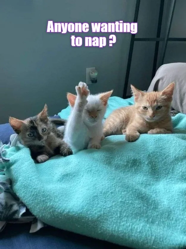 Time to raise your paw and join the fun!