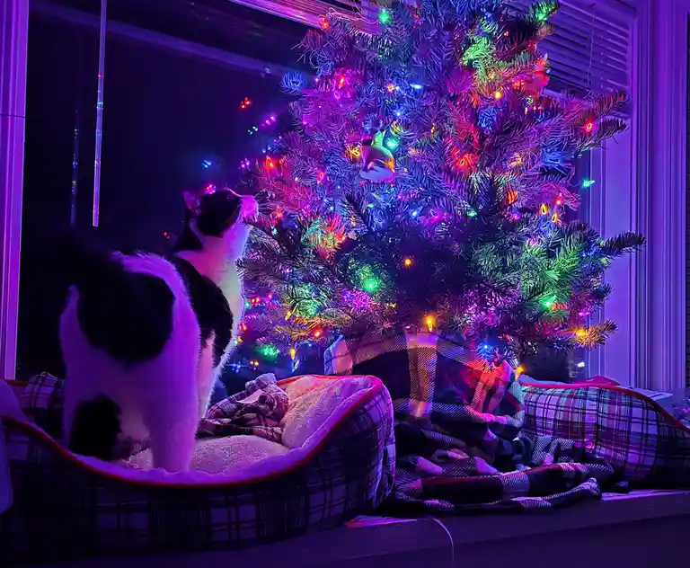A black and white cat sits in a plaid pet bed, looking up at a brightly lit Christmas tree with colorful lights and a…