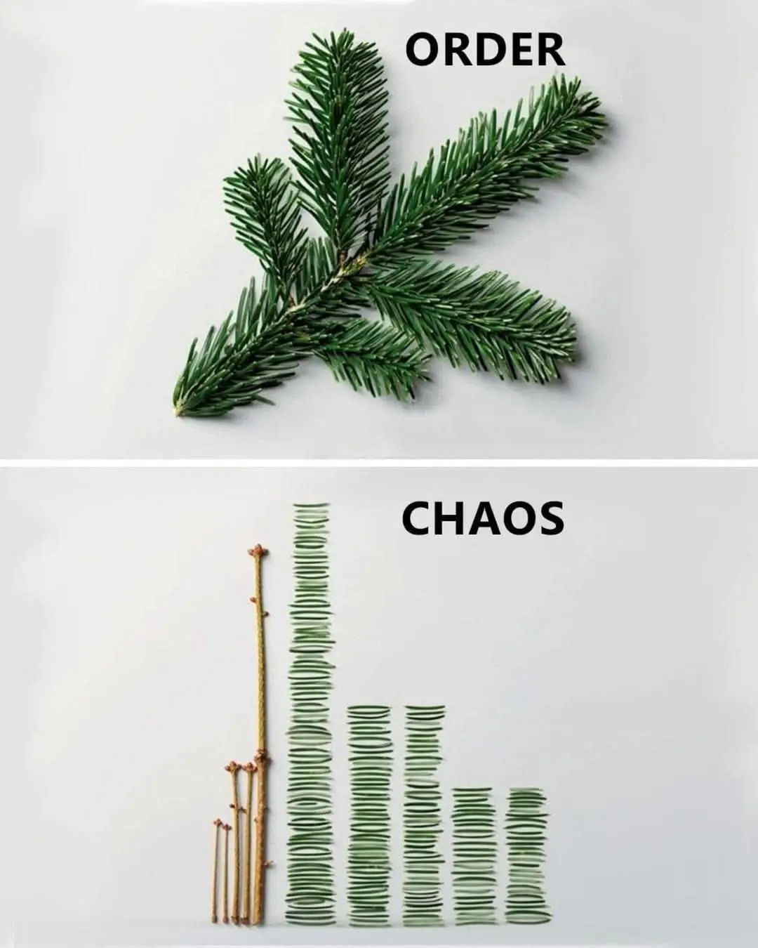 The image is split into two panels. The top panel shows a single, neatly arranged pine branch labeled 'ORDER'. The bottom…