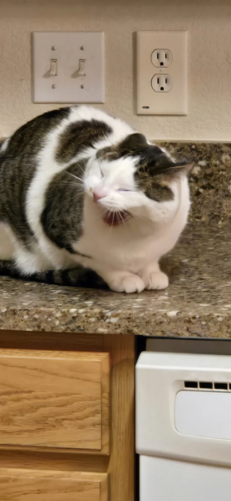 A plump, black-and-white cat is curled up on a speckled kitchen countertop, yawning widely with its mouth open. Behind it, a…