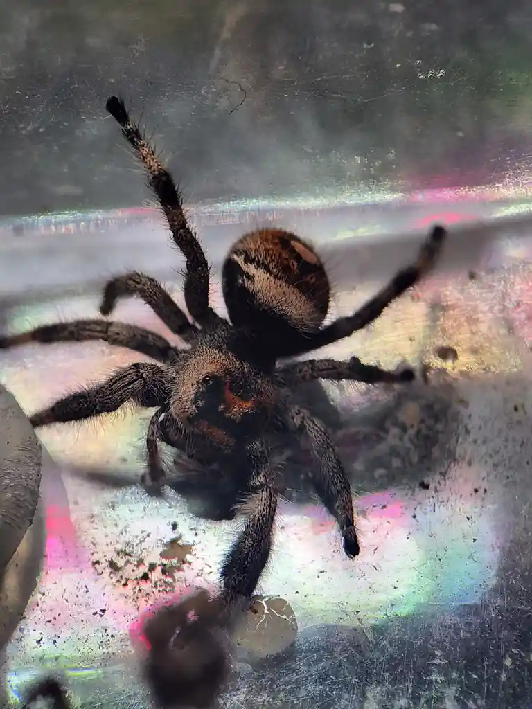 A close-up photo shows a hairy, brown and black jumping spider inside a scratched, iridescent plastic container. The spider…