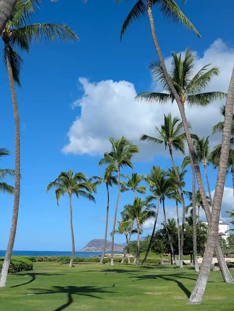 A tropical scene with tall palm trees on a green lawn under a bright blue sky with a single fluffy white cloud shaped like a…