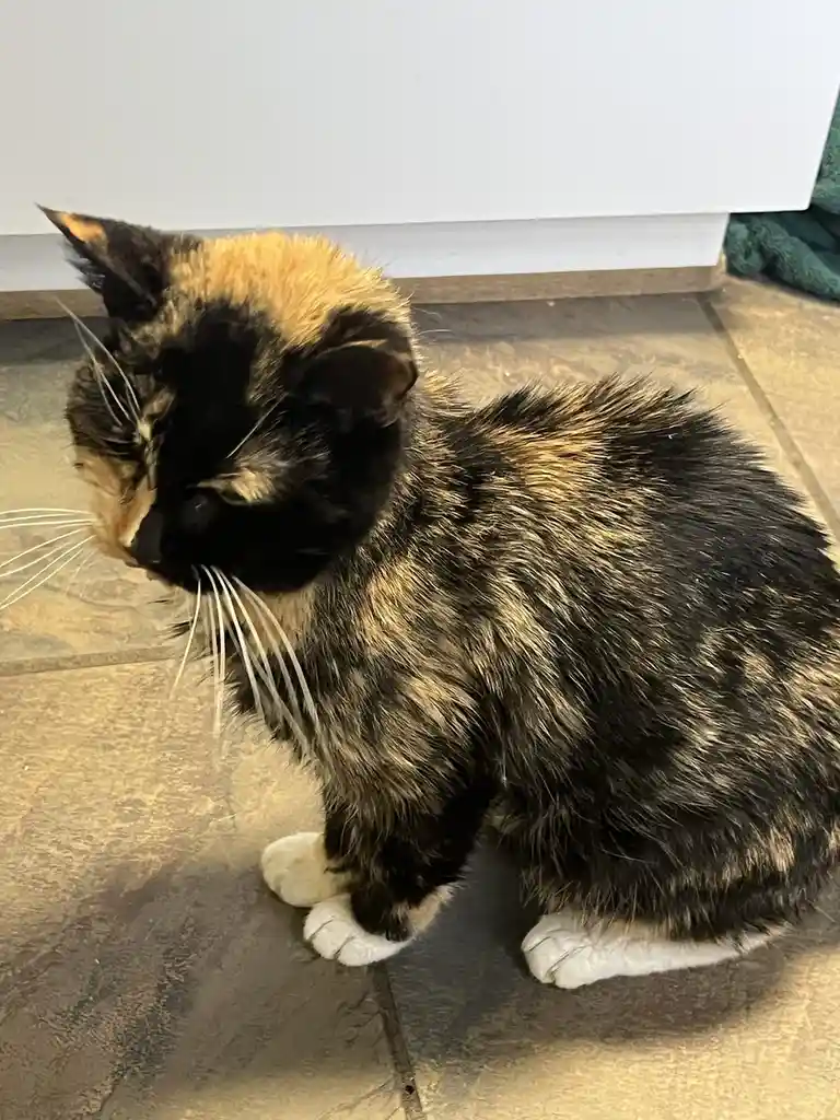 A calico cat with black, orange, and white fur sits on a tiled floor, looking down and to the side with a slightly slumped…