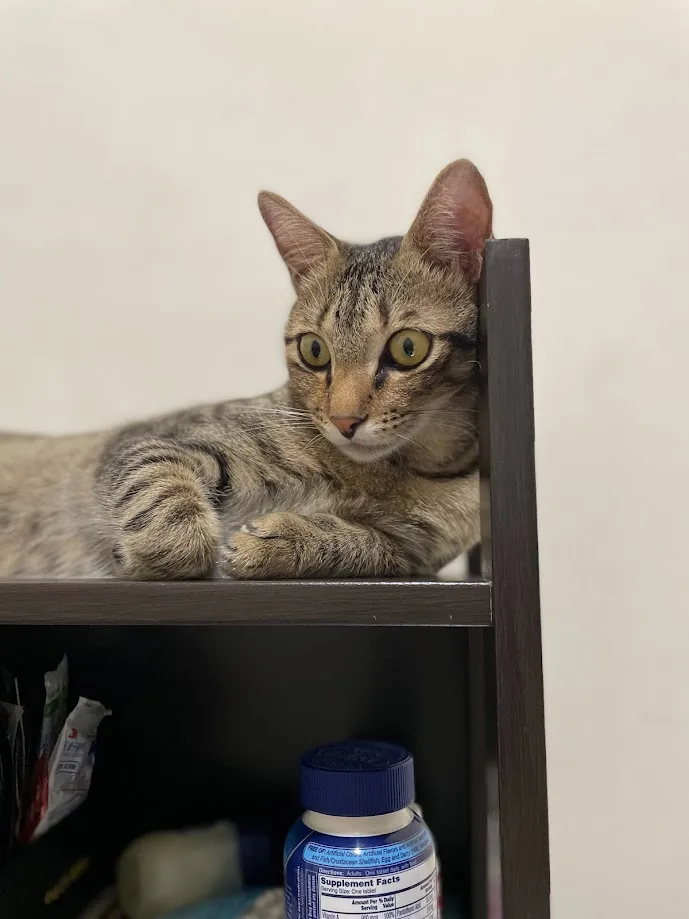 A tabby cat with wide, startled eyes is peeking over the edge of a dark wooden shelf, looking directly at the camera. Below…