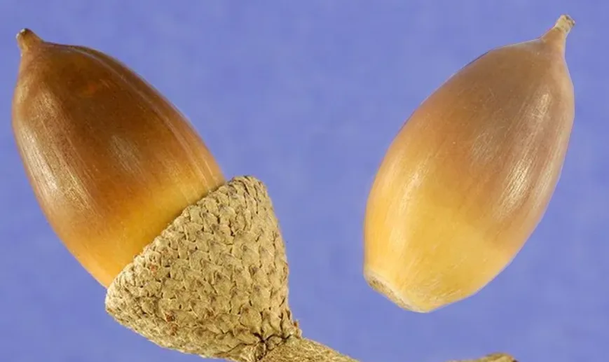 Two acorns are shown against a blue background, one with a textured cap and one without. The acorn on the left has a visible…