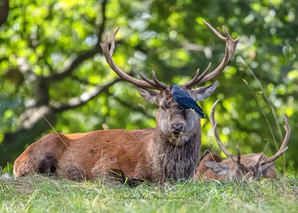 a large red deer with impressive antlers is lying down in a grassy field with a black crow perched calmly on its antlers…