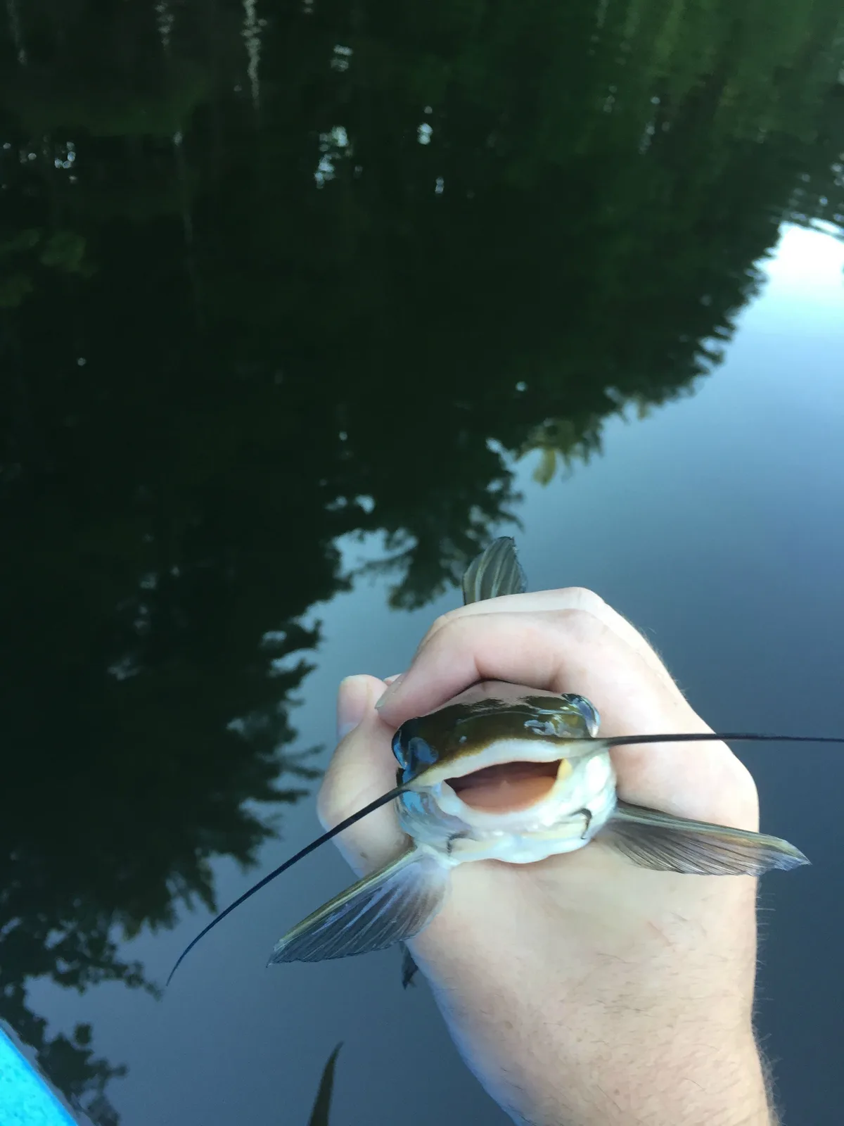 A person holds a catfish by the mouth above water, the fish's mouth is wide open as if screaming. The background shows the…
