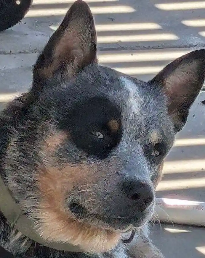 A close-up photo of a blue heeler dog with a tired, half-lidded expression, looking slightly to the side. The dog has a…