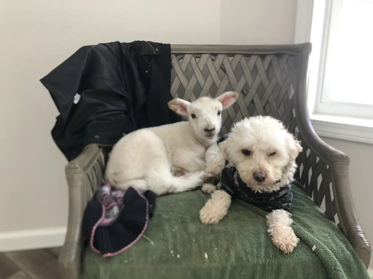 A small white lamb and a fluffy white dog are sitting together on a green blanket draped over a grey wicker chair. The lamb…