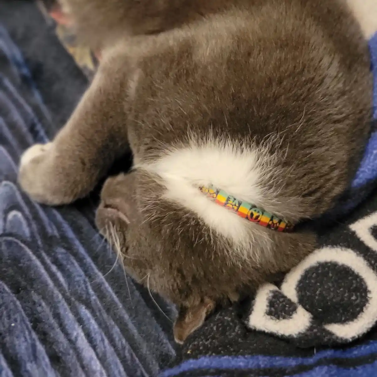 A gray cat with a white patch on its back is curled up sleeping on a blue blanket, wearing a colorful rainbow-patterned…