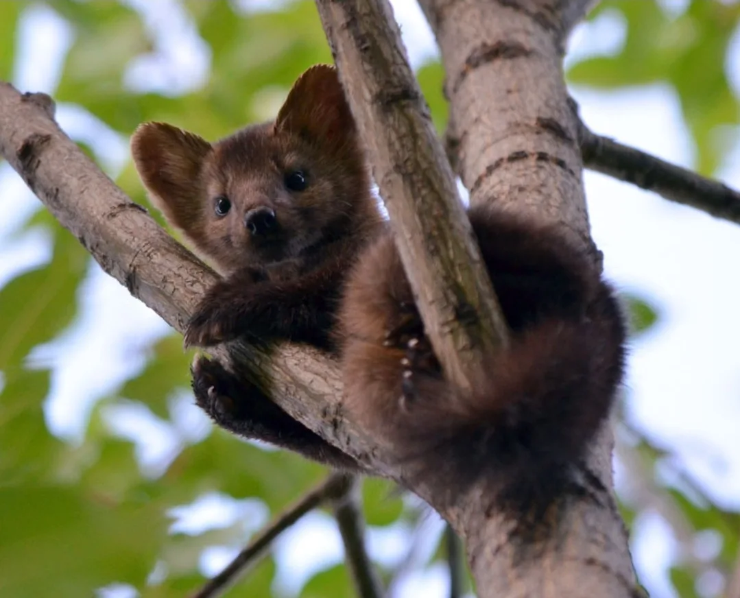 A small, brown weasel-like animal with large ears and dark eyes is perched on tree branches, looking directly at the camera…
