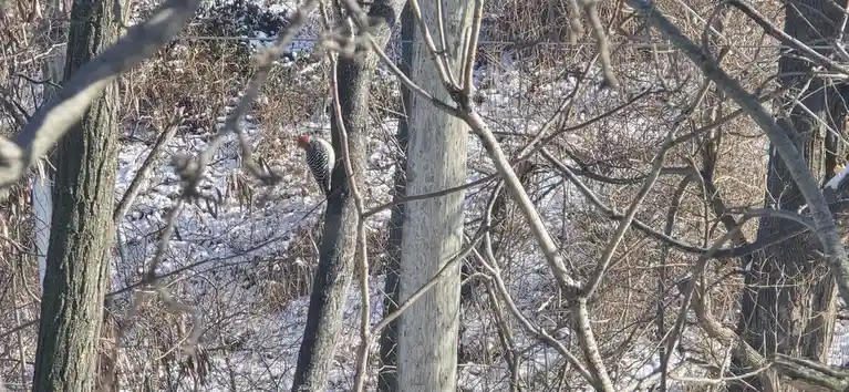 A red-headed woodpecker perches on a tree trunk in a snowy, leafless forest, partially obscured by bare branches. The…