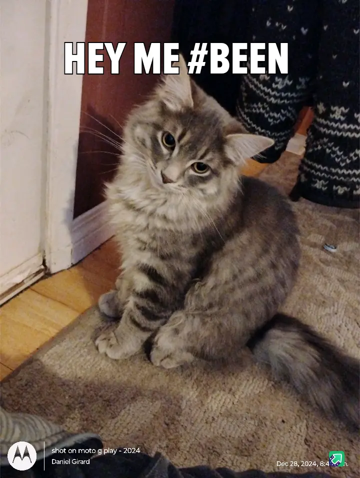 Meet the Most Beautiful Cat You've Ever Seen