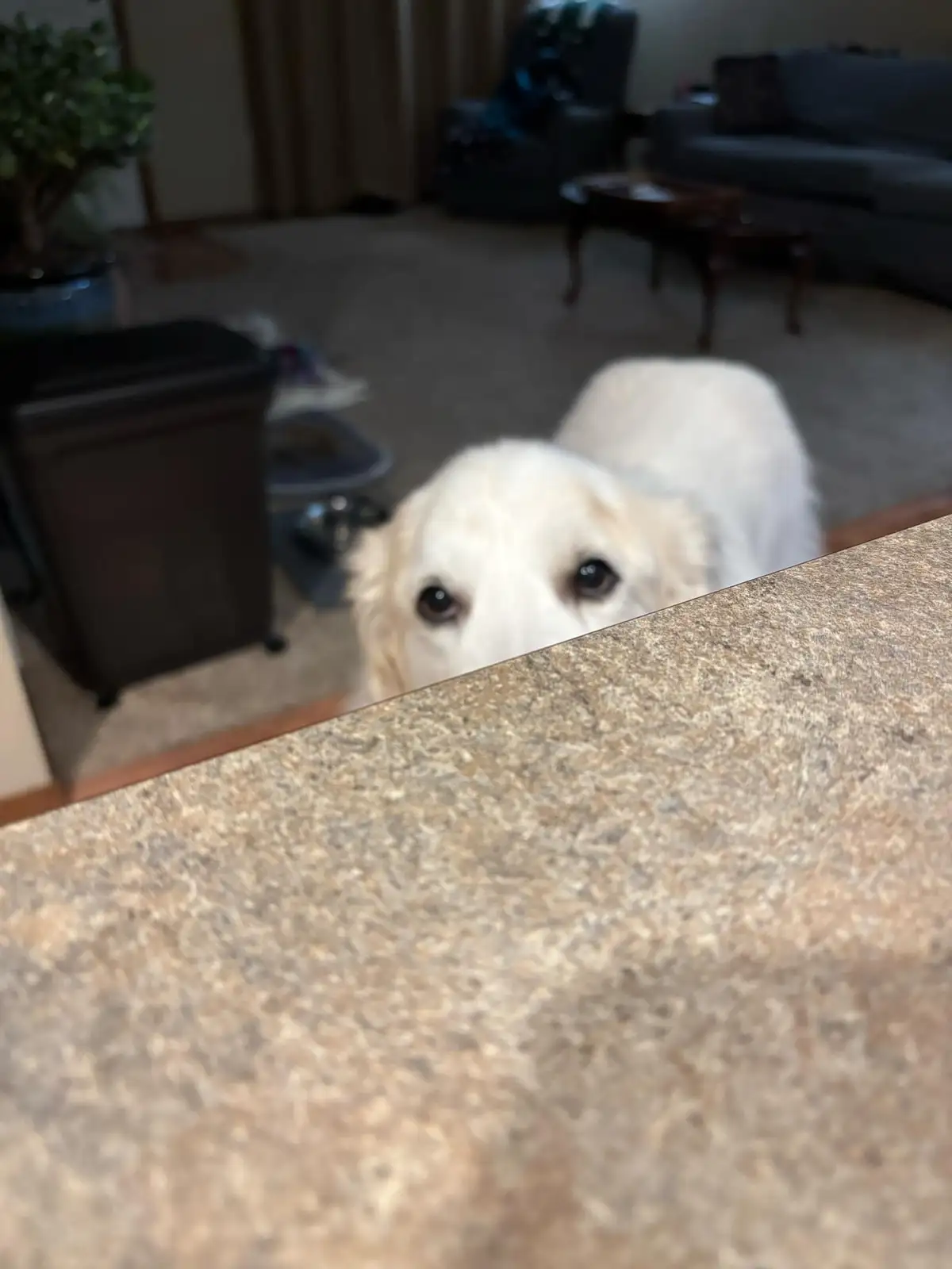A white dog with large, pleading eyes peers over the edge of a speckled countertop, looking up at the camera. The background…