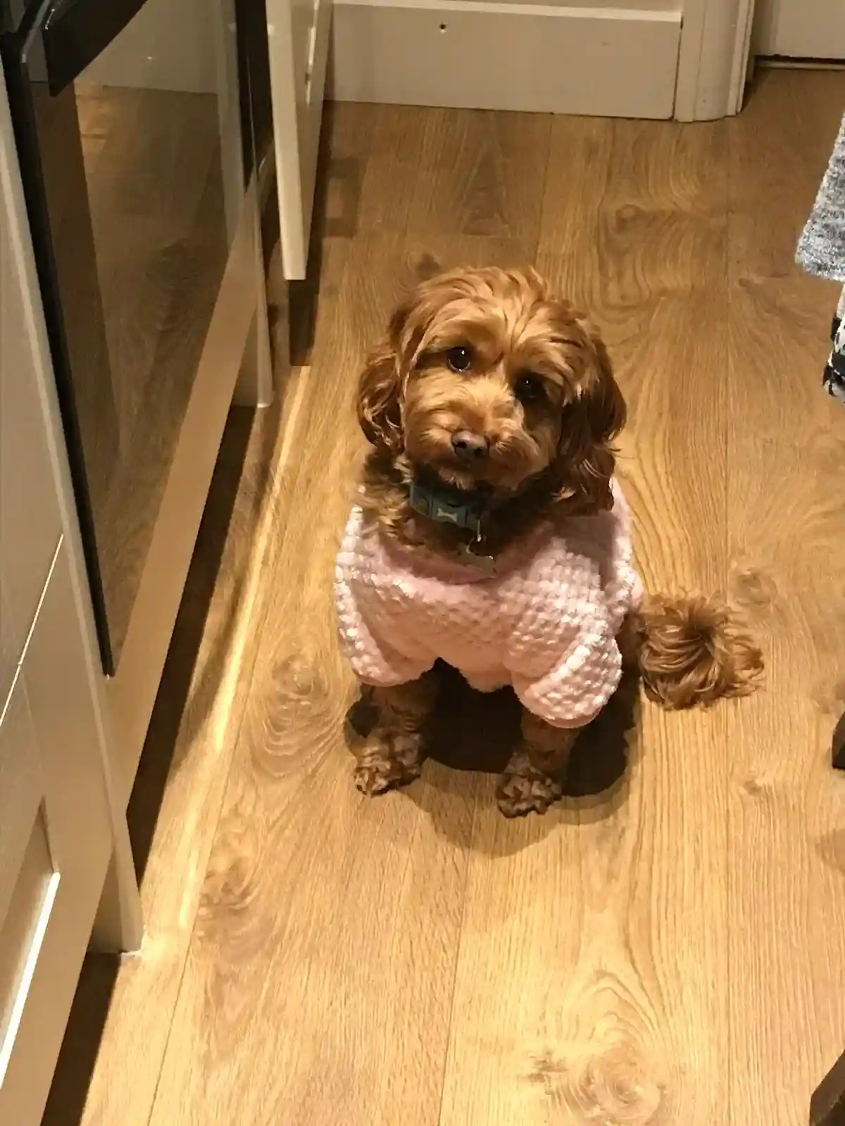 A small, fluffy brown dog with curly fur sits on a light wood floor, looking up at the camera with large, expressive eyes…