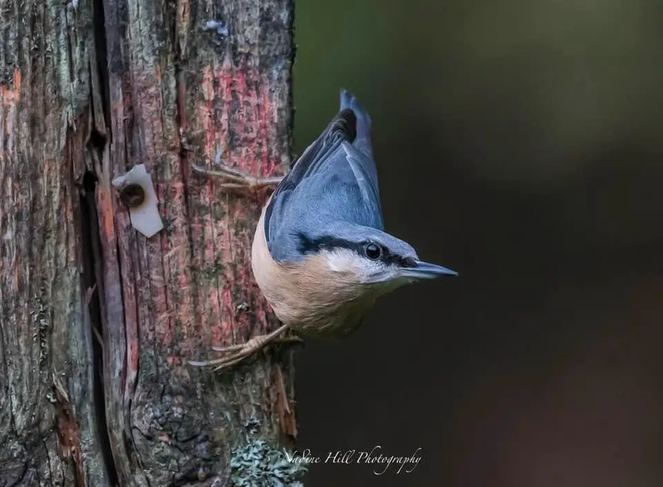 A small bird with blue-gray upperparts and a buff-colored breast is clinging vertically to the rough, textured bark of a…