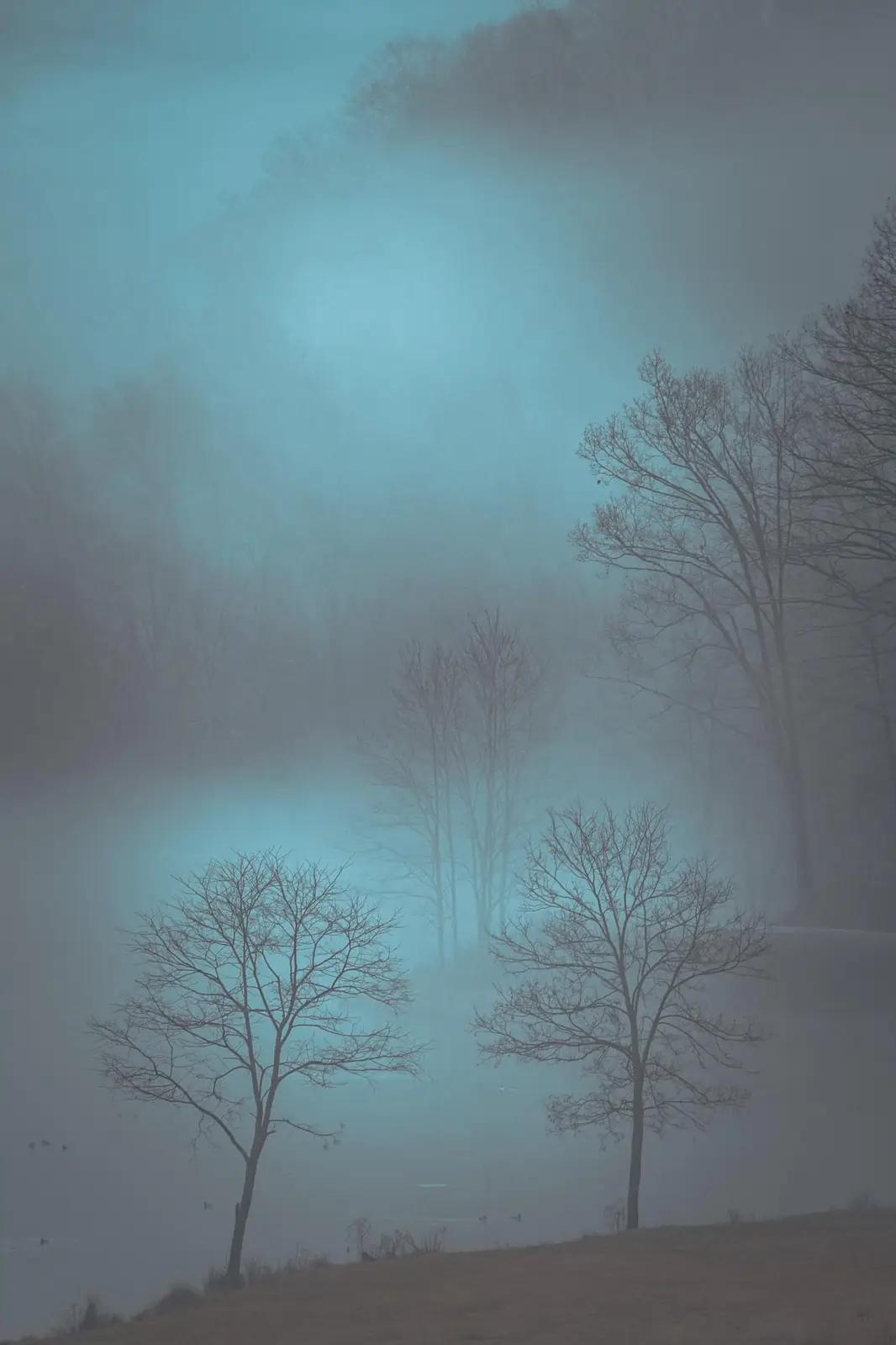 A serene, misty landscape with bare trees silhouetted against a hazy blue sky, overlooking a calm body of water with ducks…