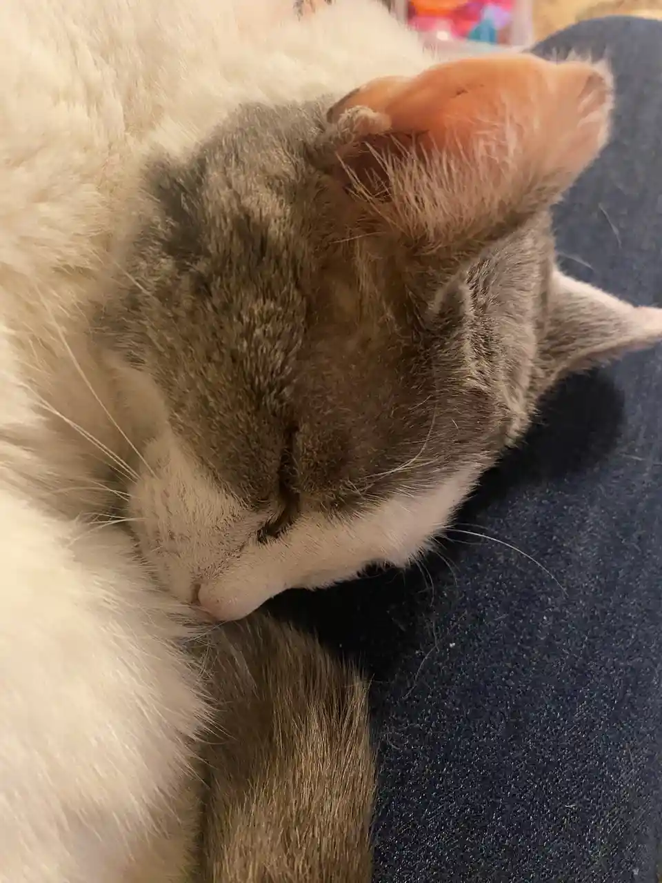 A close-up photo shows a fluffy gray and white cat sleeping peacefully with its eyes closed, nestled against a person's dark…