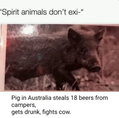 A grainy, reddish-tinted photo shows a wild boar or pig standing in a natural, outdoor setting. The image has white text…